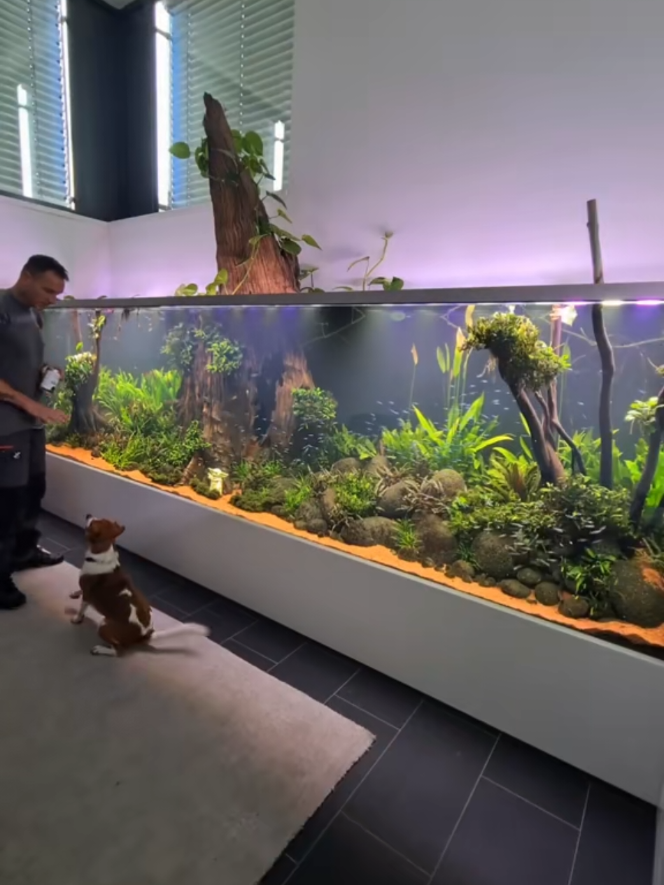 Dog training in front of a 5000-liter plant aquarium 🐕🐠 #aquascaping #aquariums  #dogsoftiktok  #fishtank #aquarium 