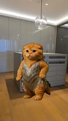 #Meme #MemeCut #CapCutCat in dress dancing | Cat in dress dancing #meme #greenscreen 