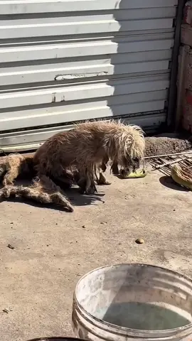 #dog #poordog #rescuedog 