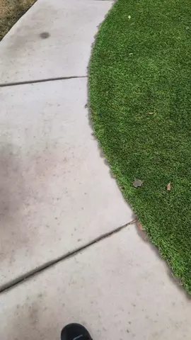 #Cigaro #systemofadown #SOAD #KansasCity #ChickenWings