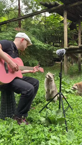 Quand il essaye de voler mon médiator 😭❤️ Merci @zooamnevilleofficiel pour l’accueil 🫶 #animaux 