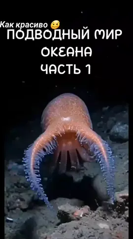 #подводная# жизнь #