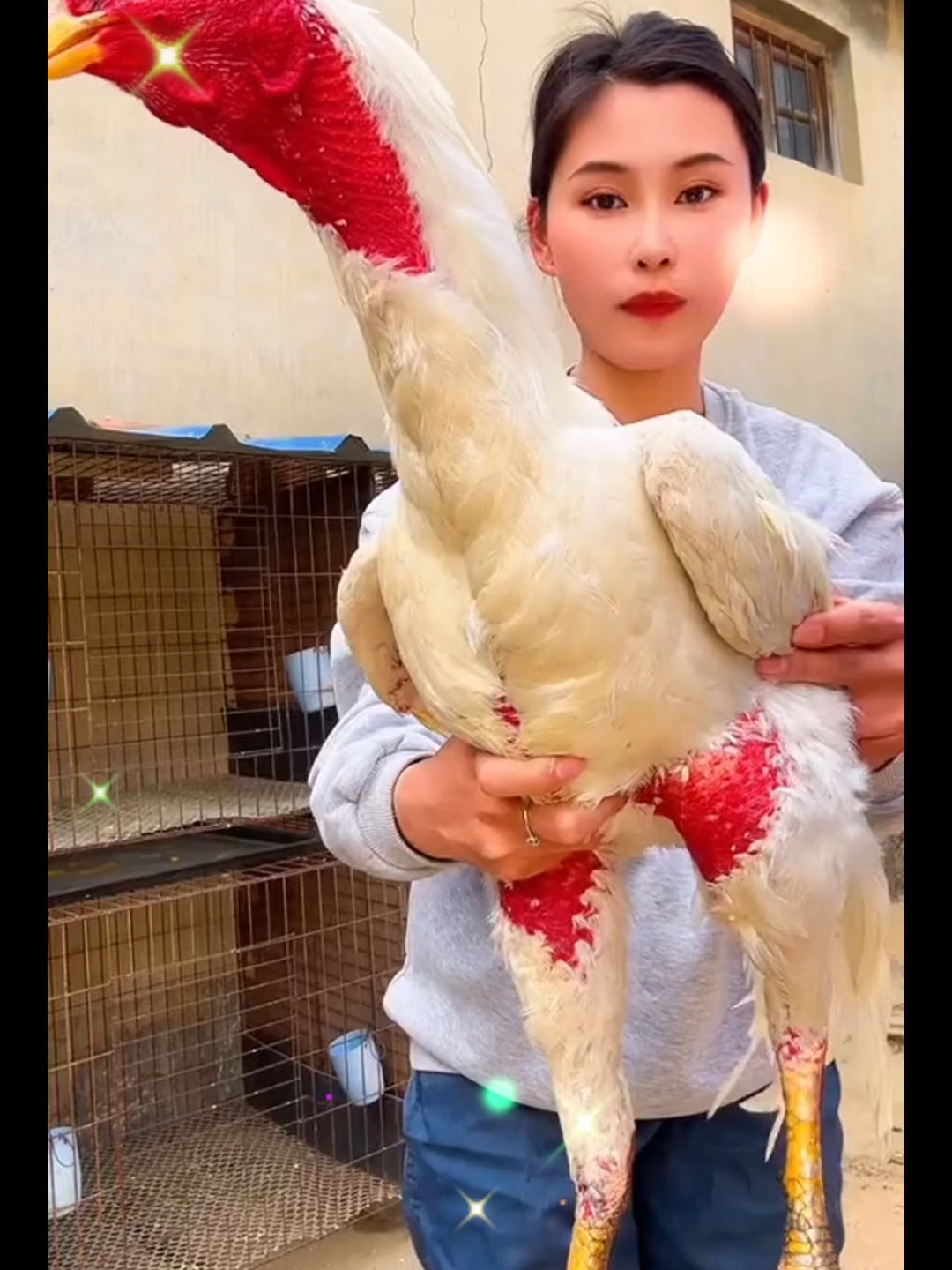 🐓🤍เจ้าเทพบุตรตอนนี้น้ำหนักสี่กิโลครึ่ง #ไก่ชนเงินล้าน #คนรักไก่ชน #ไก่บ้าน #ชาวไก่ชน #วัยรุ่นไก่ชน #ไก่พม่า #ไก่พม่าการลงโทษ #ไก่พม่ามุ่งหมายพวกเงินล้าน #ไก่ชน