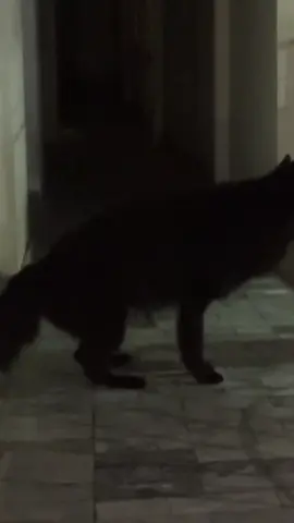 #fyp #foryoupage #viralvideo #dogsoftiktok #blackgermanshepherd 