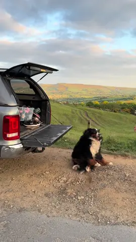 This sound fits perfectly! 🤣 he was absolutely fine the big dopey bear! 🐻 #bernesemountaindog #dogs #dogsoftiktok #puppy #bigdog 
