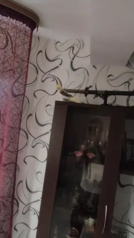 кажись я ему не нравлюсь.... #попуг #корелла #петушок #попугай #уничтожитель 