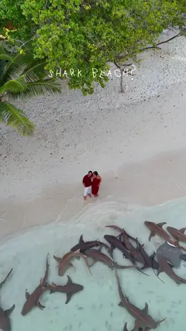 You and Me shark beach, together? Shark beach 🦈🏝️ (v.thinadhoo Maldives 🇲🇻 @Rising Sun Beach View ) 🎥: @Shifaah1  #vaavuatoll #vaavuthinadhoo #sharkbeach #maldives #together 