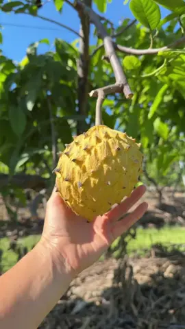 OMG 🍉🍓🥝🍒🍑🍐🥭  #fruits #asmr #foryou #fruit #fruitlovers