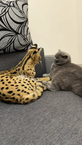 #котик #сервал #ScottishStraight #Еллі #servalcat 