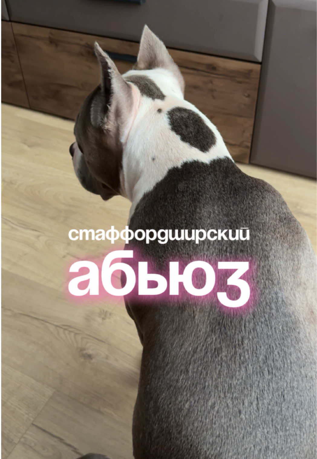 Почему именно на меня? 😅 #амстафф #стафф #песик #жизньссобакой #собакавдоме #собакитакиесобаки #staffyofinstagram #staffyslife #собакаблогер #собакабарабака