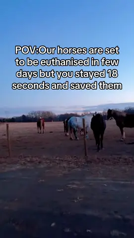 #colline sanctuary#save horeses#lovethem#treatthem#feedthem