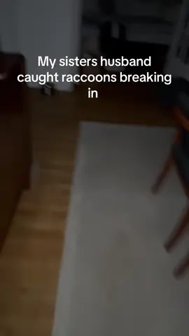 the raccoons have found the bag of cat food in the pantry LOL #animals #racoon #fyp