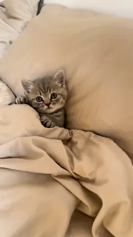 #funnycatsoftiktok😂😂😍cute #kitty #cats #kittens #fyp               