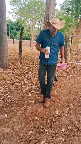 olha oq achei 😢😢 #cuidados #vidanaroça #fazenda #cachorros #gado 