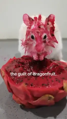 i hope thats a dragonfruit and why is he so guilty.. #spirituality #rat 