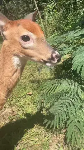 bodherman #bodhi4prez #deer #fawn #pet #hellyeah 