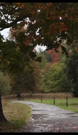 #autumn #shortfilm #capcut_edit #nature #rain 