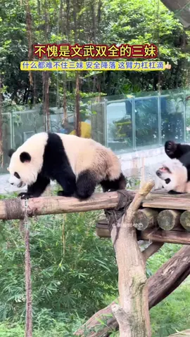 不愧是文武双全的三妹.什么都难不住三妹.安全降落.这臂力杠杠滴👍🏻#大熊猫奇三妹 #来这吸熊猫 #也太可爱了吧 #panda#fyp 