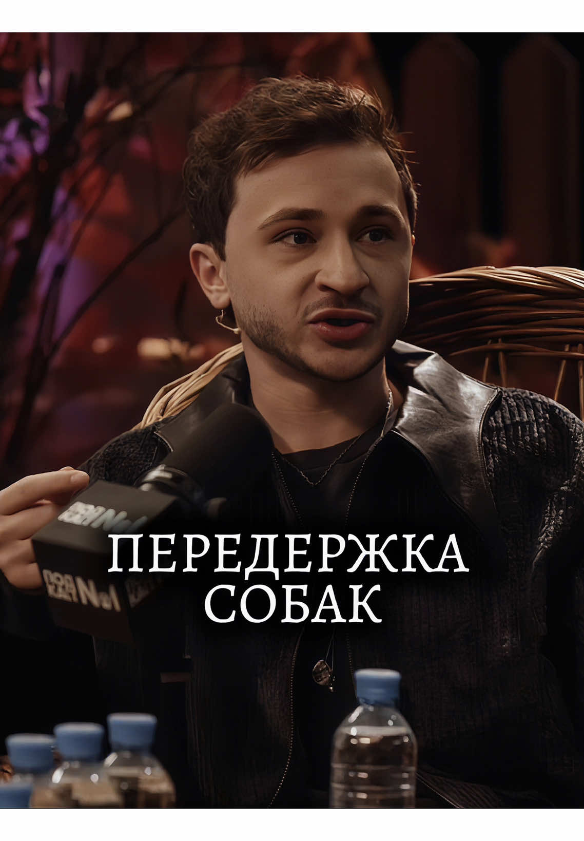 💔#джарахов#мона#передержка#dogtown#собаки