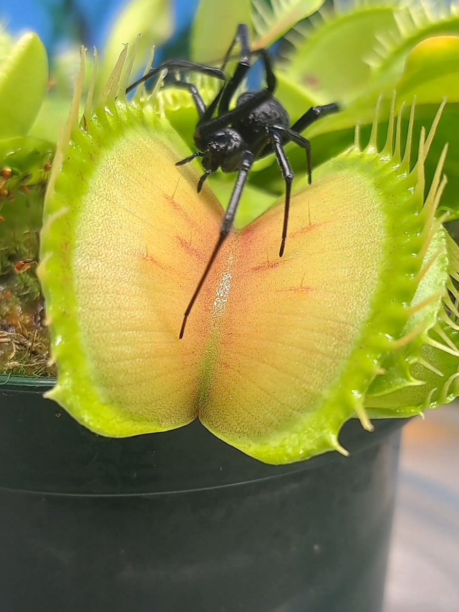 🤔 Do I breed black widow spiders for my venus fly traps? Answers at the end of the video 😉. This was such a fun year, and can't wait to do it again next grow season! But first!!!....we go through learning more about the indoor cultivation of these plants!! Can't wait to apply what I've learned over the years to be able to grow some good winter plants. The vids may slow, but we will never stop 💯  BIO 👀  #carnivorousplant #tropicalplants #venusflytrap #flytrap #nepenthes 