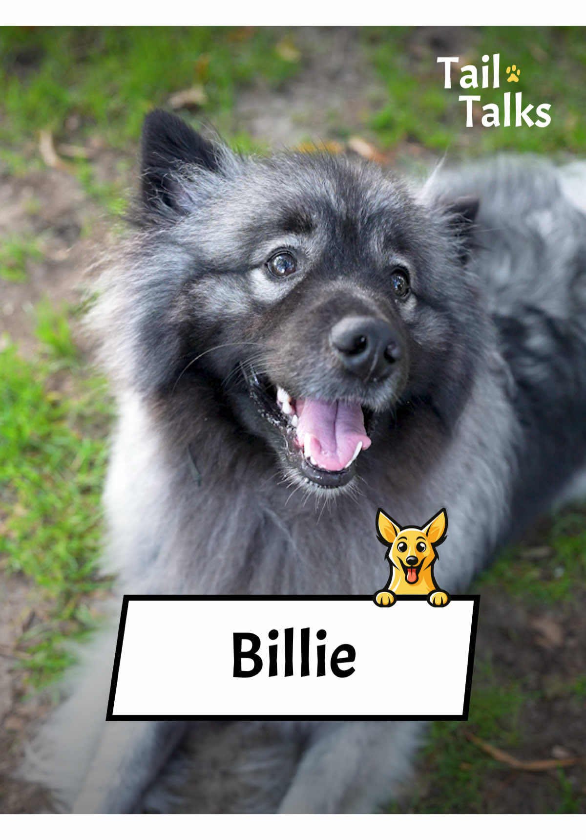 Billie, 2 Years Old, Keeshond, This fluffy, good boy enjoys hanging out with his people, making his dad smile, and showing off some impressive tricks. He is a great traveler, companion, and most importantly, best friend. #keeshond #spitz #dogs #dogsoftiktok #streetinterview 