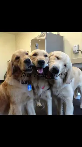 cute #trios #dogs #bsfs #us #iloveyou 