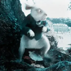 nem todos os caminhos levam a roma  #tuff #viraledit #cheshirecat #aliceinwonderland #edit 
