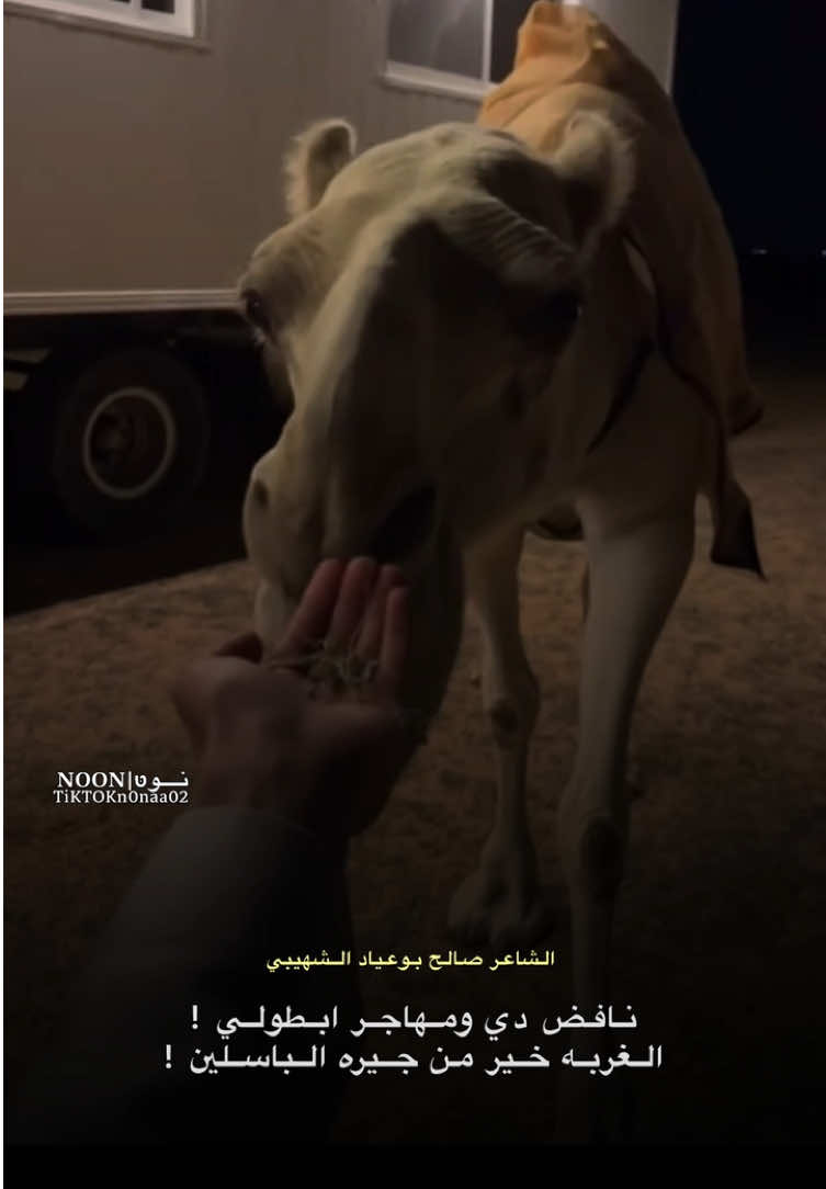 _علي احجرو خوفن من قبولي ! _يجوني بيش ماهم لاقيين ! #الشاعر #صالح_بوعياد_الشهيبي  #شعراء_وذواقين_الشعر_الشعبي #ليبيا #طبرق 