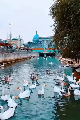 ياصَاحب الزمان اللهم عجل لوليك الفرج 😔✨#fyp #اكسبلورexplore #اللهم_عجل_لوليك_الفرج #الإمام_المهدي #دعاء_الندبة 