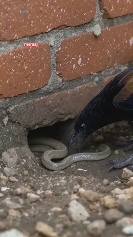 #birds  🙀😮😮😮#ai#foryou  #animals #monkey 