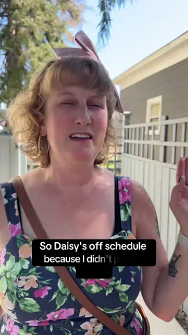 #daisythechihuahua #johnnythegermanshepherd #happythursday #douglasworldview 