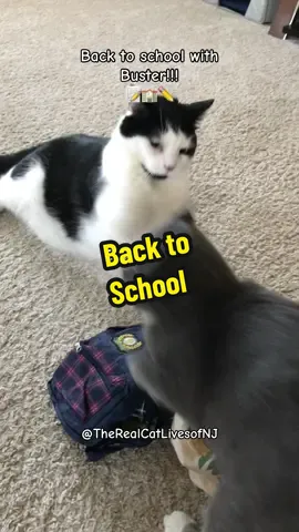 #adorablepets #catlife #backtoschool #catmom #therealcatlivesofnj 