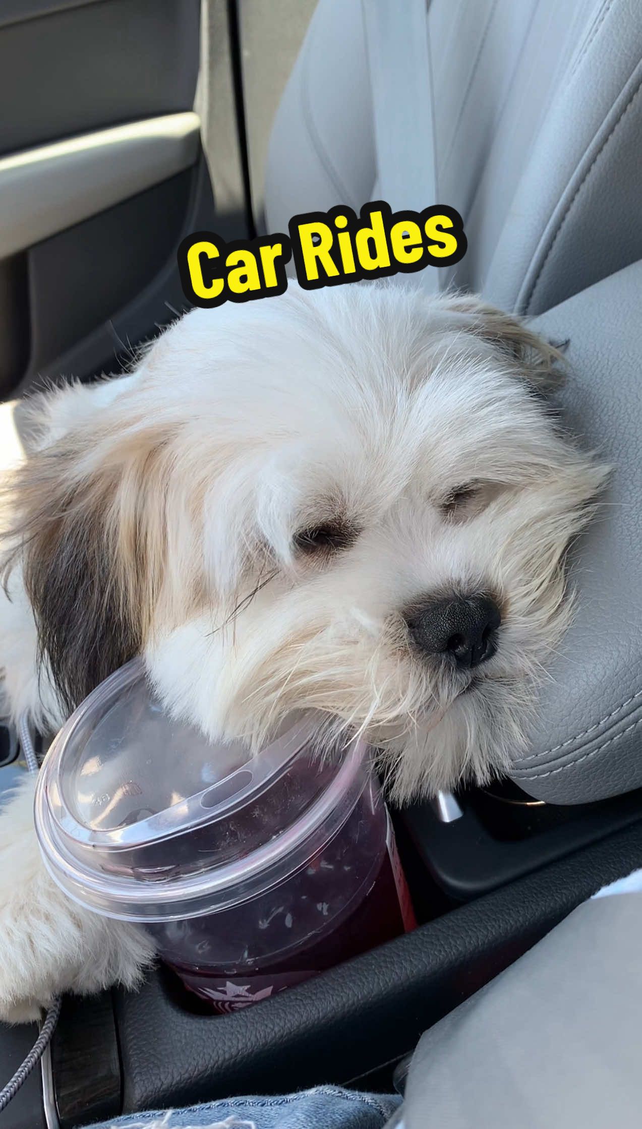 Sometimes all it takes is a pup cup and ride in the passenger seat to make a dog the happiest boy in the world. #dogmomlife #shihtzusoftiktok #dogperson #dogsoftiktok #relatable