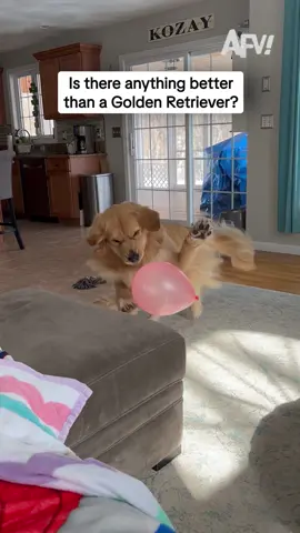 Personally, I vote no 🐕 #afv #dogs #funny