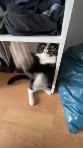 #fyp #cat #blindcats #dancer #funnytiktok                                     best edit I’ve ever made 