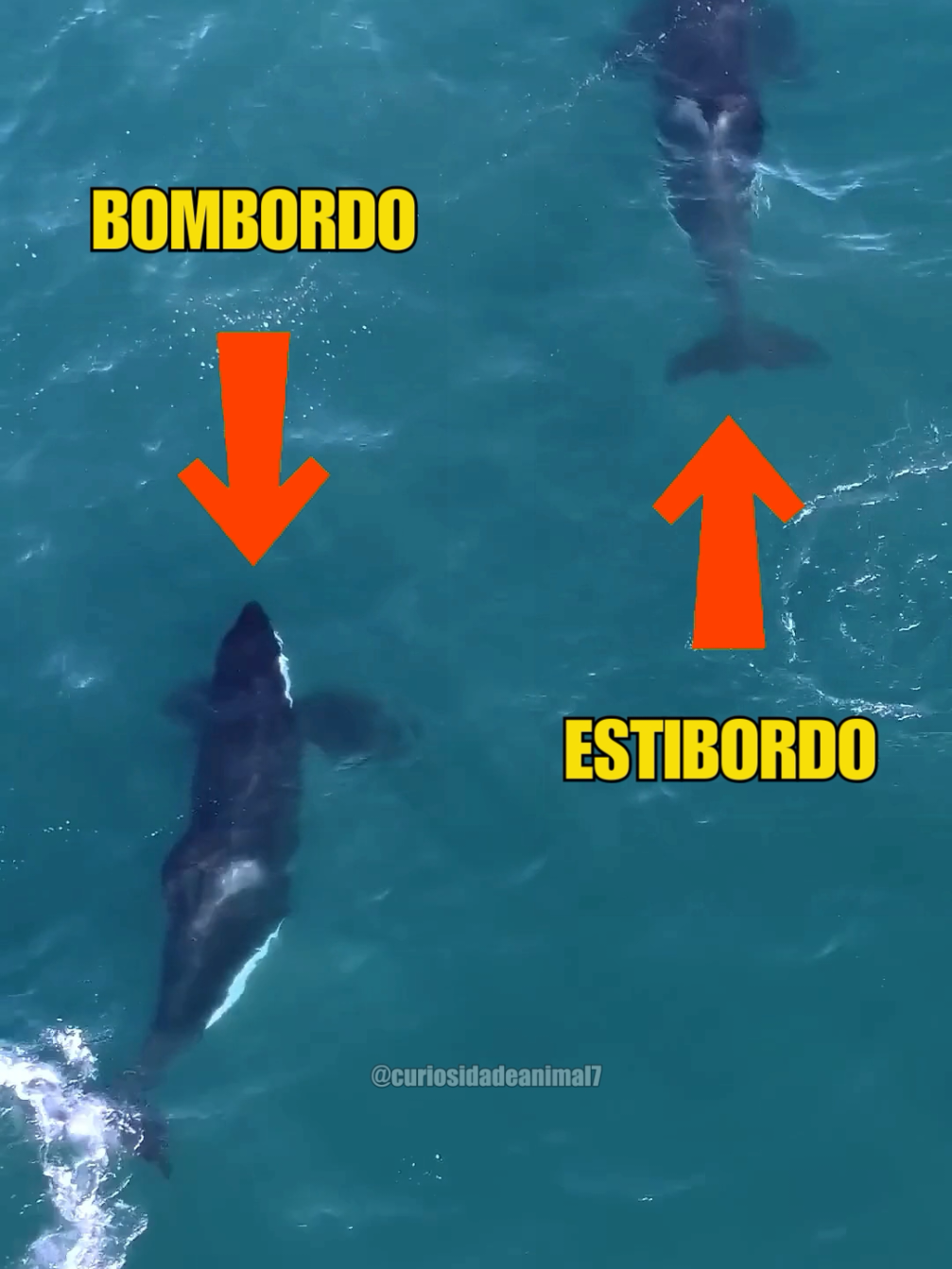 Orcas Bombordo e Estibordo Orcas Port e Starboard #animaisnotiktok #natureza #animais #aprendanotiktok #maedepet 