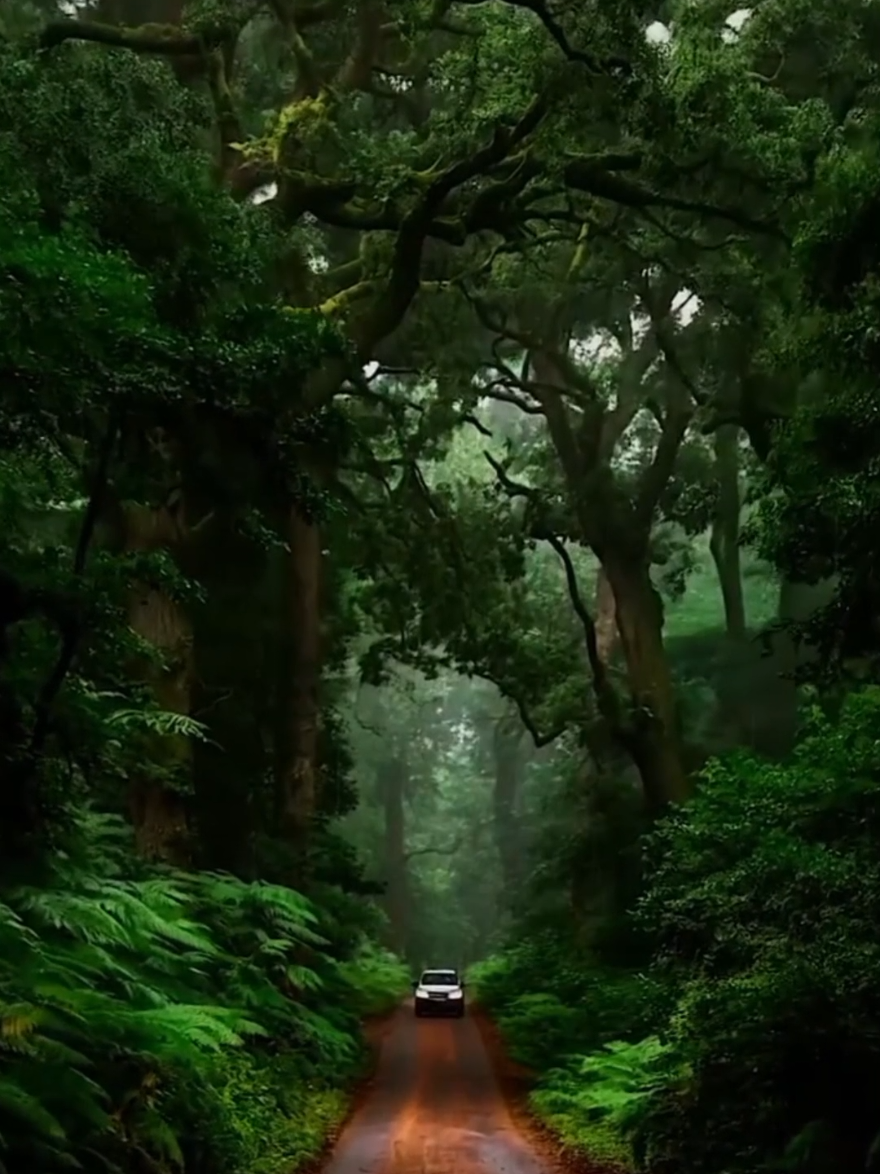 #naturebeauty #naturelover #relaxing #videobackground #foryou 