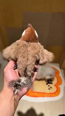 🚨 Chegou o brinquedo que vai enlouquecer os gatinhos de alegria! 🐾✨ O Pardal Dançante Interativo é um passarinho super realista que bate asas, emite sons e ativa o instinto de caça do seu gato de forma segura, divertida e saudável. Além de entreter, ele ajuda a aliviar o estresse e a ansiedade do seu pet 💕. ✅ Movimentos realistas e sons de pássaros ✅ Ativação por toque das patinhas (economia de energia) ✅ Recarregável via USB ✅ Macio, seguro para mordidas e com capa substituível ✅ Nota 4.8⭐ de avaliação por quem já comprou 🔥 De R$177,00 por apenas R$47,79 – mas por tempo limitado! 👉 Garanta já o seu antes que acabe.  🔗 Link na Bio. Seu gatinho merece esse presente! 🐱💖 #achadinhos #passaro #brinquedo #diversao #gatos #viral #shopee  #brinquedo  #gatosfelizes  #mimo #pets  #amordegato  #promopet  #cuidados  #ativo  #achadinhosonline  #ofertas  #pardal #dançante  #diversão #f #fyp #foryoupage #fy @Achadeeenhos Imperdíveis @Achadeeenhos Imperdíveis @Achadeeenhos Imperdíveis 