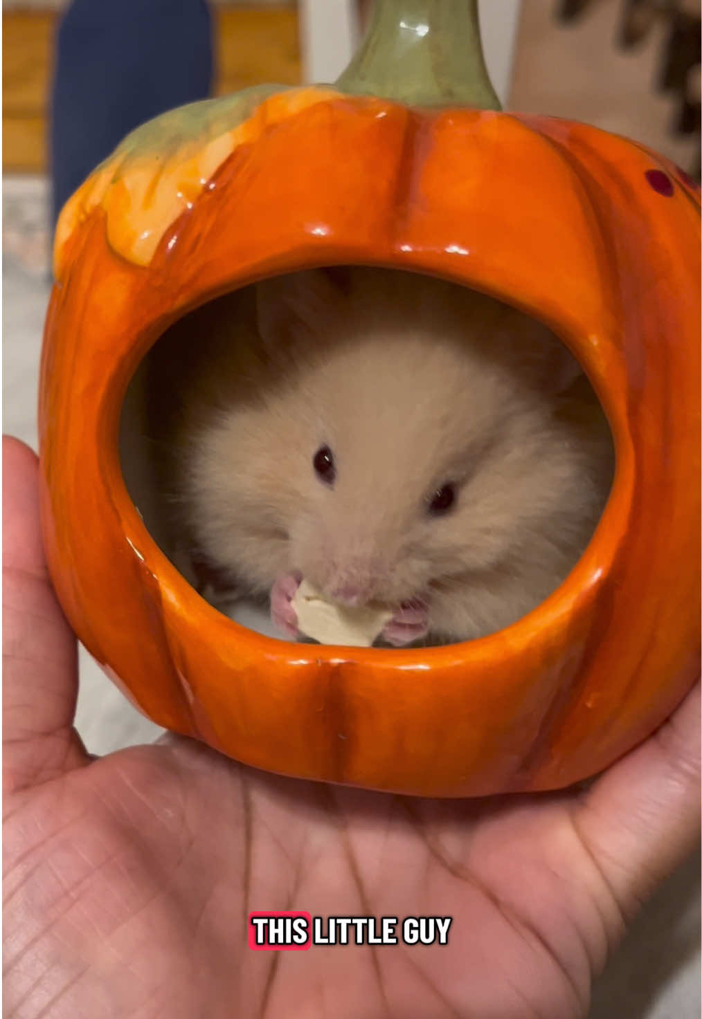 #fypシ #hamster #viral #hamstertaming #cutehamster 