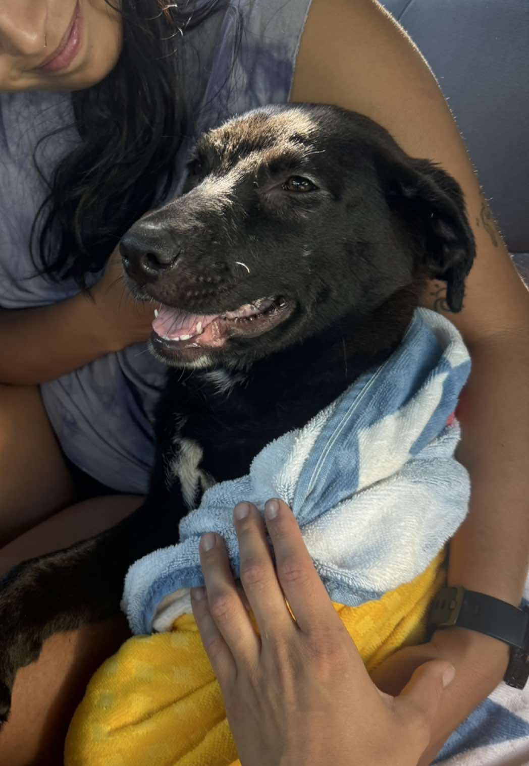 🔗Link in bio! We can’t wait to welcome Brazen home. Many adventures await our sweet girl🌎❤️‍🩹 @allisun9  - www.gofundme.com/f/brazens-fresh-start