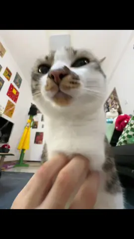 Hello scratch scratch scratching at triple speed. with compilation. #meowing #catsounds #purr 