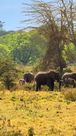 Forever “rich” in life because I got to witness this ❤️ #ngorongoro #africa #safari #elephants #travel 