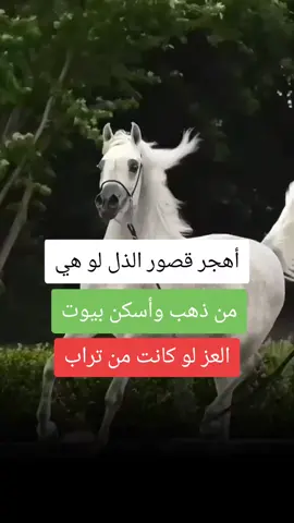 #عشق_الخيل_ادمان🐎❤️عبارات_