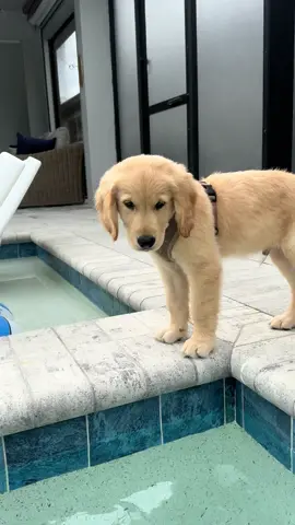 I want to get in but not quite sure how yet🤔 #goldenretriever #puppy #sunnyboy 
