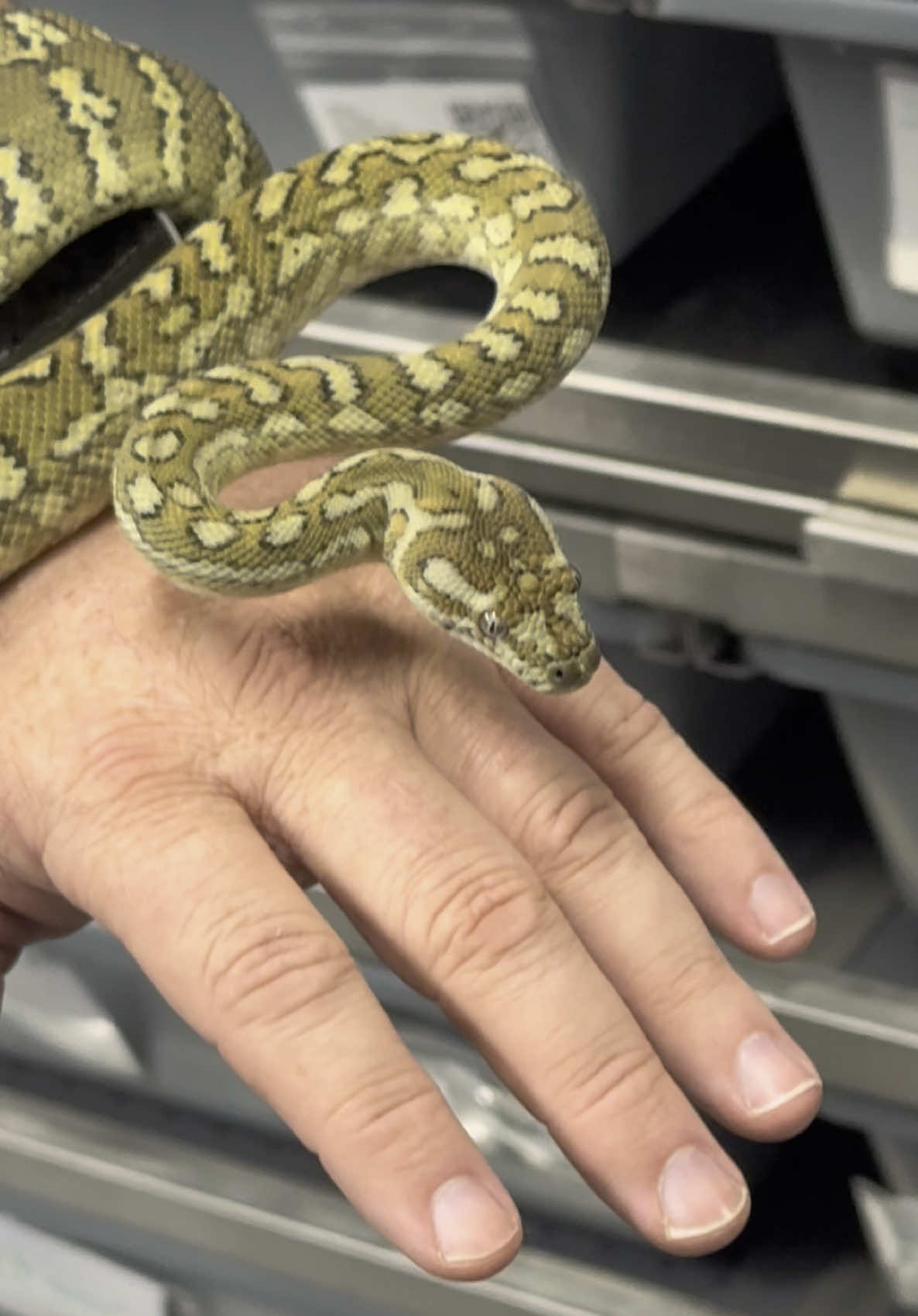 Fresh shed on Mereoleona, our Double dose Hypo 50% Bredli girl! She is really coming around with handling and is growing so well!  #wilderballs #carpetpython #morelia #snakes #snaketok #reptiles 