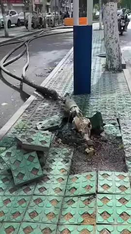 Você sabia que é assim que os oleodutos são escavados? 🤯  #CuriosidadeIncrível #Curiosidades #Engenharia #MundoCurioso #FatosInteressantes