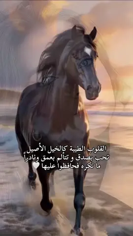 @حياة الشمال التركي 🇹🇷🇸🇦 #احكام_وامثال_واقوال 