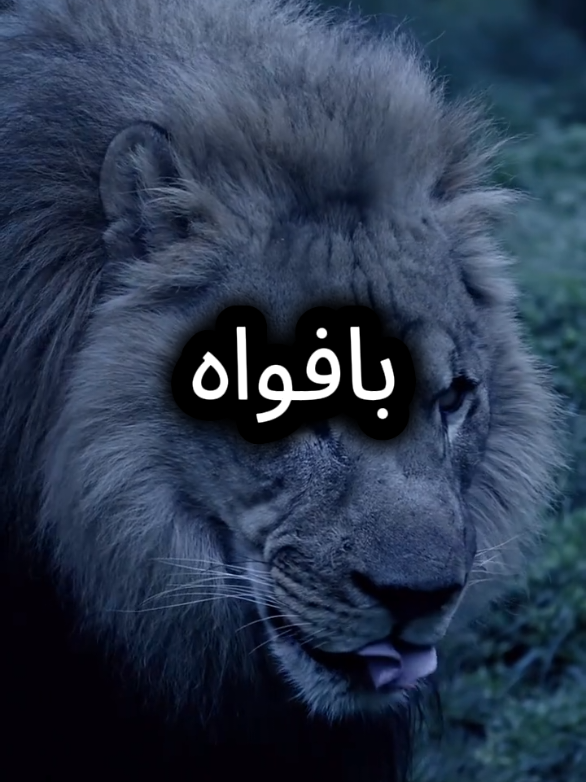 لا قيود لي ولا اهتم بأفواه البشر  #اقتباسات_عبارات_خواطر #خواطر #اقتباسات #عبارات #المواقف 