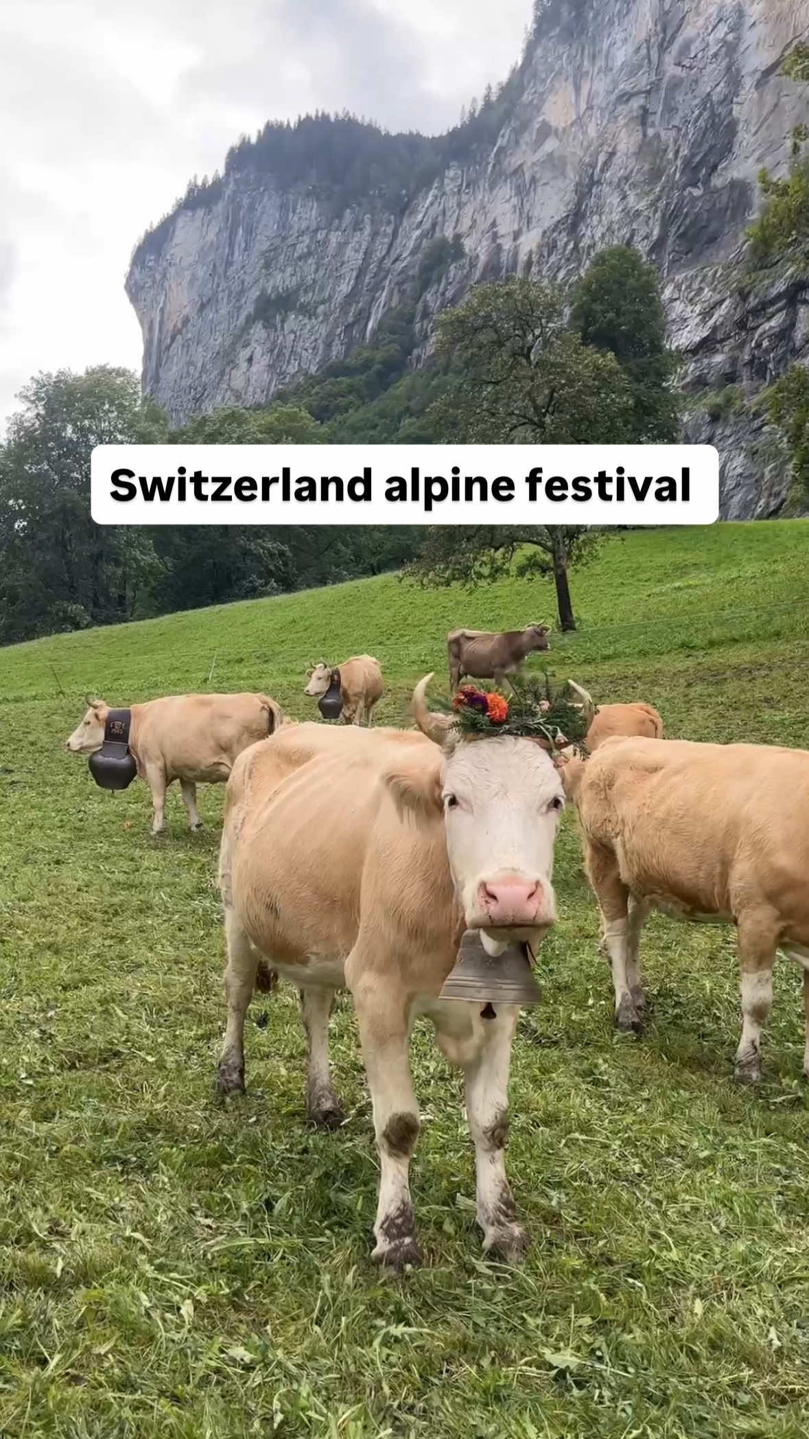 My love language? Alpine festivals and endless fondue 🫕💛 Switzerland’s Alpine festivals celebrate centuries-old mountain traditions and mark the changing of the seasons. One of the most beloved is the Alpabzug or Désalpe, when decorated cows descend from high-mountain pastures in late summer or early autumn. 🎥 @Joanna | Travel Creator  📍Switzerland  #switzerlandtravel #alpine #cowsoftiktok #cowtok #visitswitzerland 