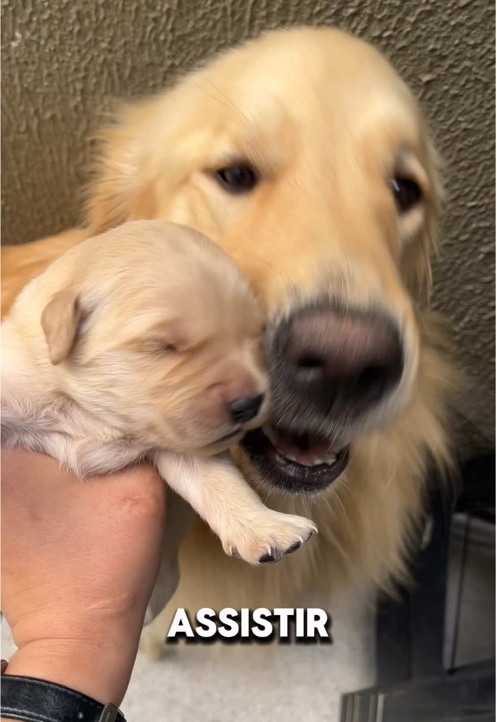 Como foi a minha primeira semana sendo mamãe #doglover #goldenretriever #pettrend #filhotedegoldenretriever #trendpet 